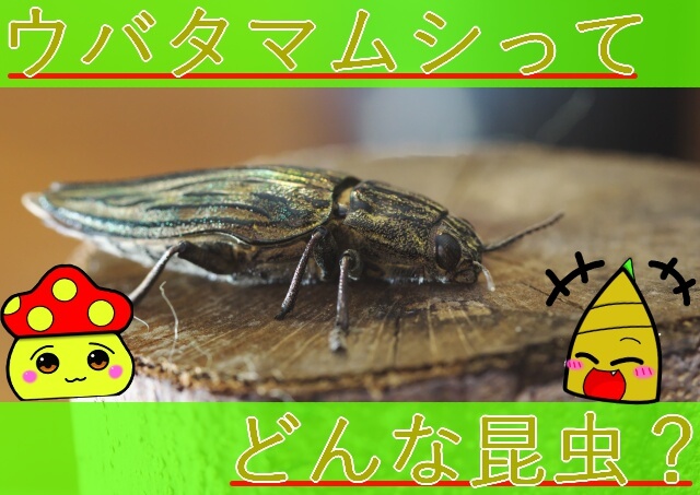 Thumbnail of post image 024